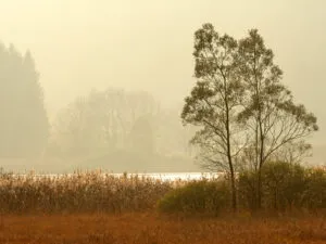 Ampola in autunno