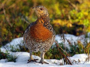 Gallo cedrone (Tetrao urogallus)