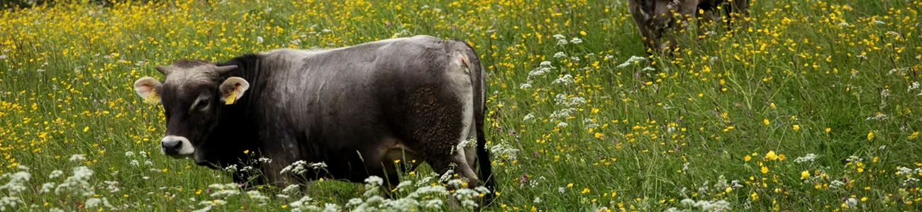 LedroNatura | Rete di Riserve Alpi Ledrensi
