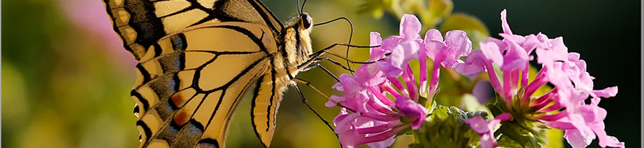 Culbianco (Oenanthe oenanthe) | Rete di Riserve Alpi Ledrensi