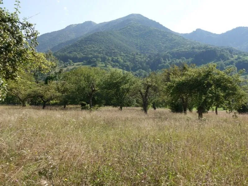 L'antico frutteto di Dai