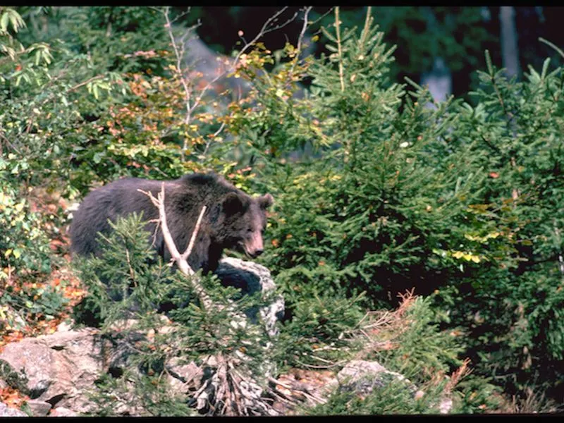 Orso (Ursus arctos)